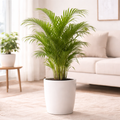 Areca Palm