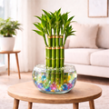 Lucky Bamboo