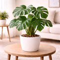 Monstera