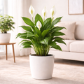 Peace Lily (Spathiphyllum)