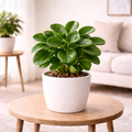 Peperomia