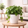 Philodendron (Heartleaf / Green Philodendron)