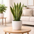 Snake Plant (Sansevieria / Dracaena trifasciata)