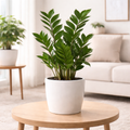 ZZ Plant (Zamioculcas zamiifolia)